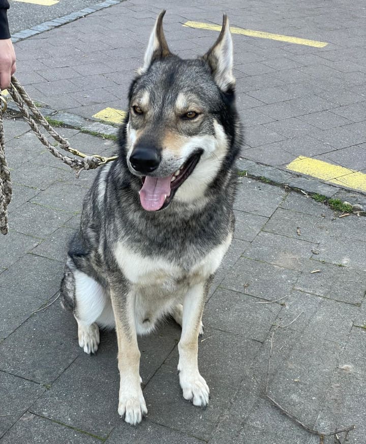 Tschechischer Wolfshund - Mensch Hund Coaching in Basel